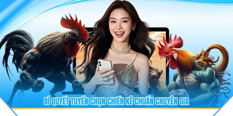 Bí quyết tuyển chọn chiến kê chuẩn chuyên gia