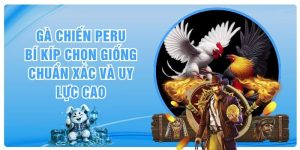 Gà Chiến Peru - Bí Kíp Chọn Giống Chuẩn Xác Và Uy Lực Cao