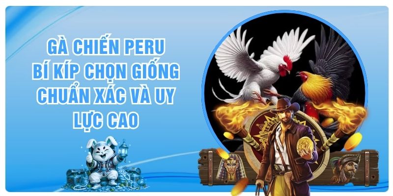 Gà Chiến Peru - Bí Kíp Chọn Giống Chuẩn Xác Và Uy Lực Cao