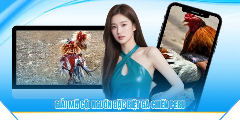 Giải mã cội nguồn đặc biệt gà chiến Peru